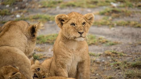Tanzania Family Journey: A Serengeti Safari
