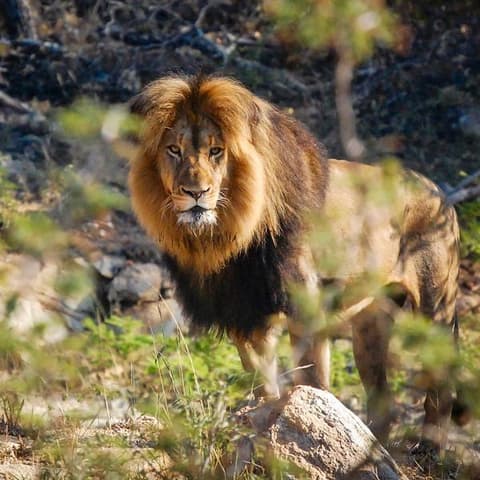 Cape Town, Kruger & Zimbabwe