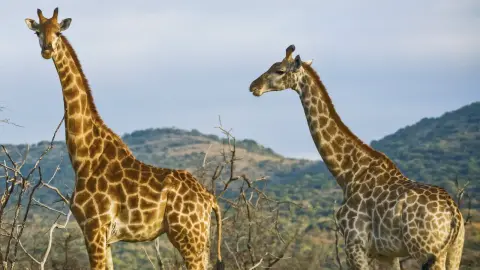 Wildlife of Kenya & Tanzania: Nakuru to Serengeti