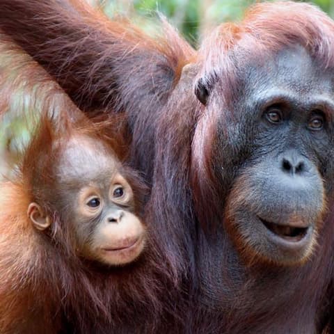 Indonesia: Borneo Orangutans of Tanjung Puting National Park