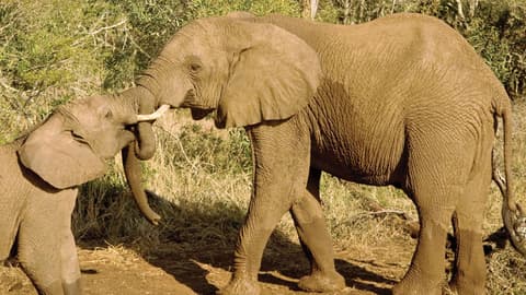 Journeys: Kenya Safari Experience