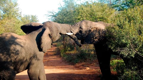 Best of Africa's Wildlife: Cape Town, Kruger, Hwange, & Chobe