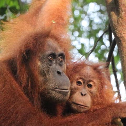 Highlights of Sumatra