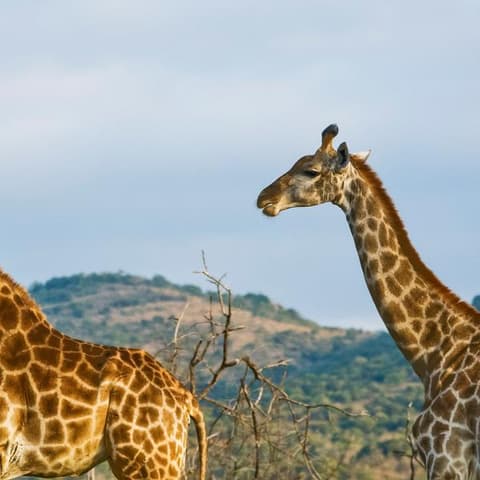 Kenya Overland: Safari Drives & National Reserves