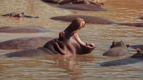 Kenya: Cultural Connections, Mt Kenya & Maasai Mara