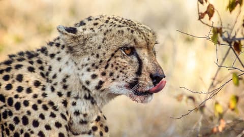 Best of South Africa