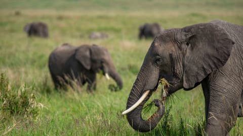 Kenya to Uganda Overland Safari with Participation Camping