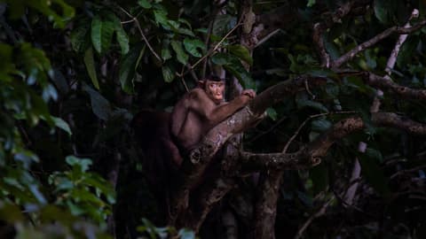 Borneo – East Sabah Adventure