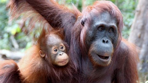 Indonesia: Borneo Orangutans of Tanjung Puting National Park