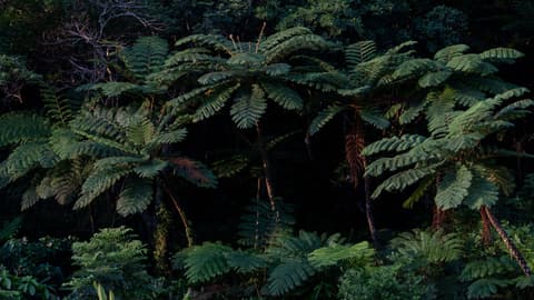 Absolute Active Japan