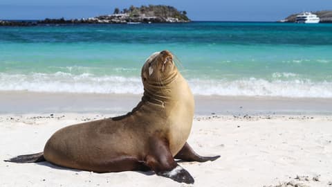 Galápagos — North, West & Central Islands aboard the Yolita