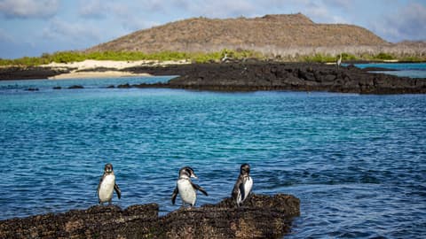 Galápagos – Central and East Islands aboard the Reina Silvia Voyager