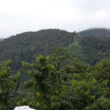 BELUM RAINFOREST RESORT, 