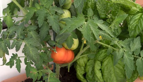 Villa Pollio Guest House, 