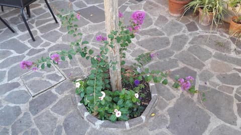 Florence Stadium B&B, 