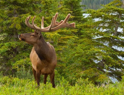 Jasper Downtown Hostel, 