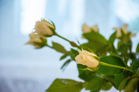 Residenza Romantica, 