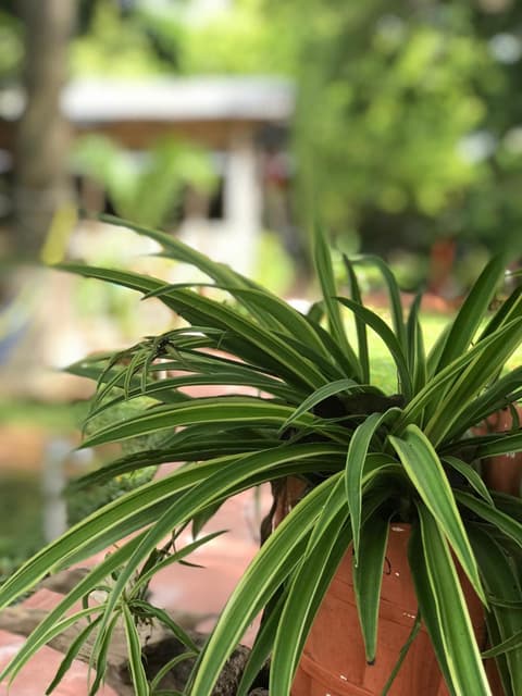 Yaxche Centro Hostal y Camping, 