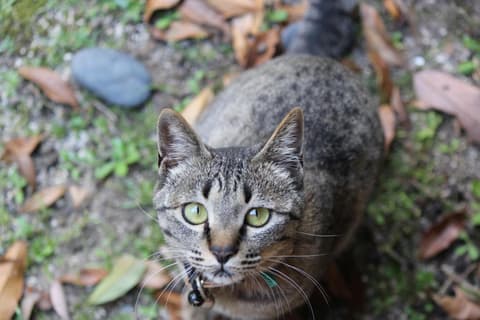 Miyajima Guest House Mikuniya, 