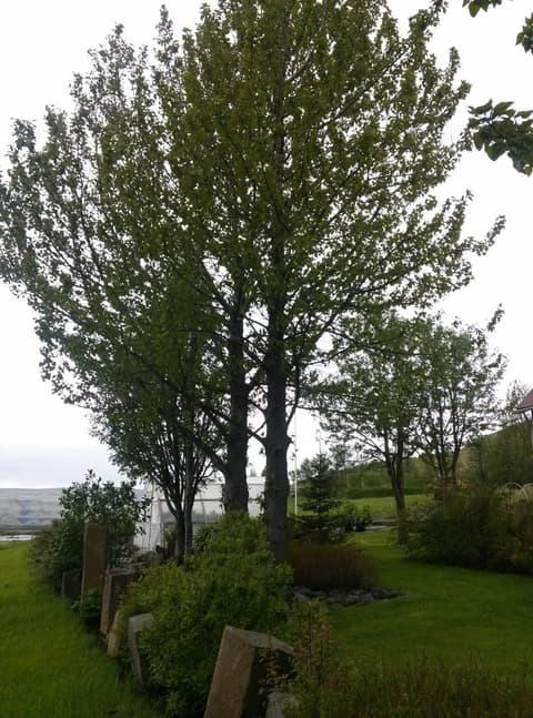 Dalshöfdi Guesthouse, 