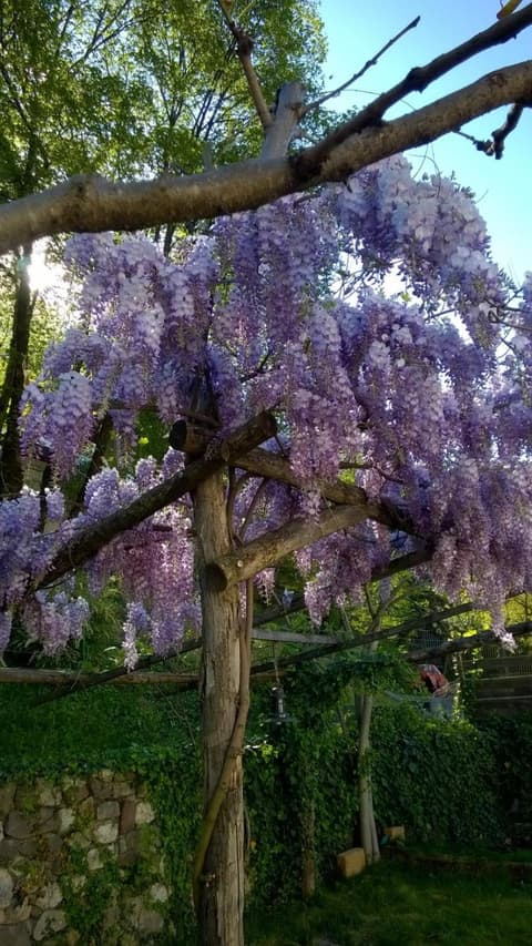 Guesthouse Dolomiten, 