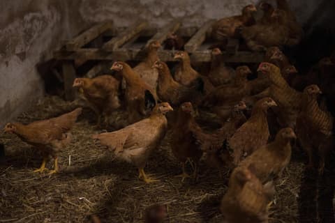 Il Dosso Agriturismo, 