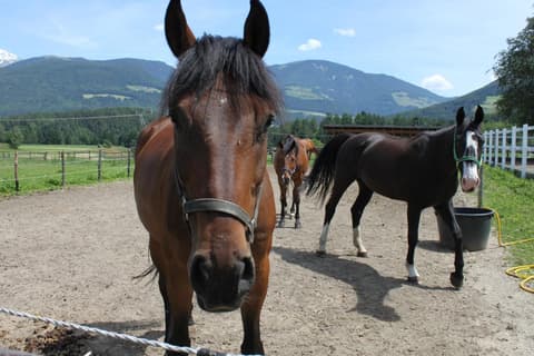 Appartementhaus Lechnerhof, 