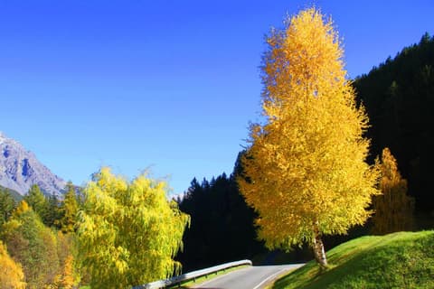 Residence Raethia tra Bormio e Livigno & Casa Emma Rasin new opening, 