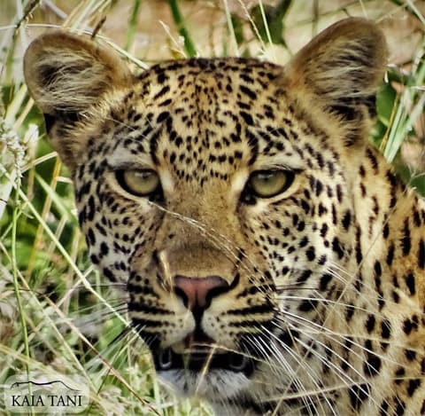 Kaia Tani Exclusive Guesthouse, 