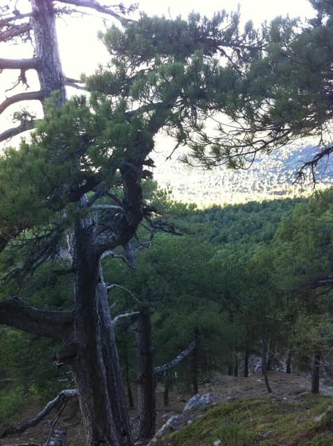 Casas Cueva el Mirador de Orce, 