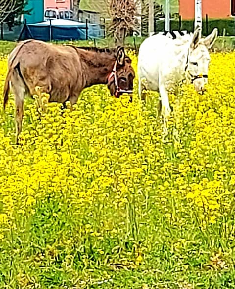 AGRITURISMO AZIENDA AGRICOLA FERRARI M.RITA, 