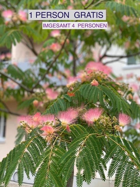 Senator Flats Petrus & Kardinal Nagl, 