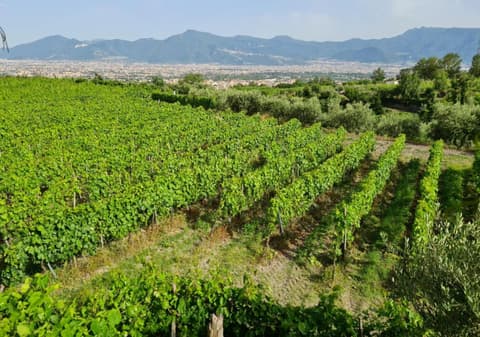 Vesuvio Inn Guest House e Wine Experience, 