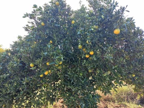 4 yatak odalı Harika müstakil villa, 