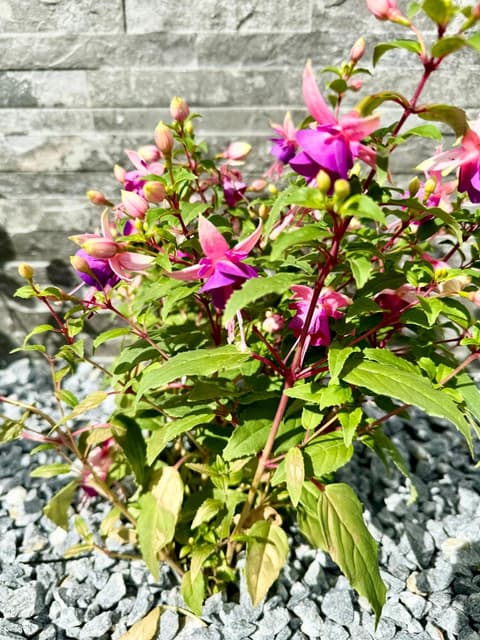 The Milton Accommodation, 