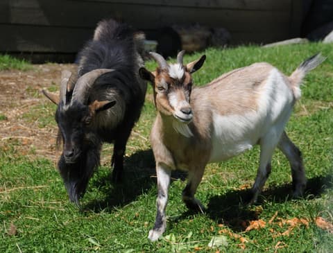 Nationalparkhotel Klockerhaus, 