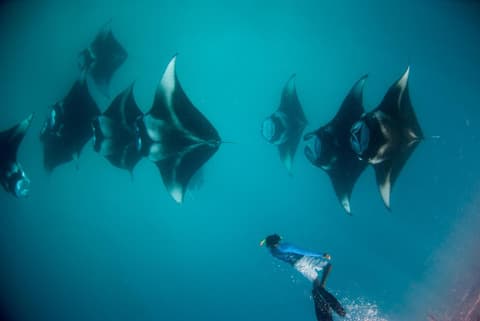 Aveyla Manta Village, 