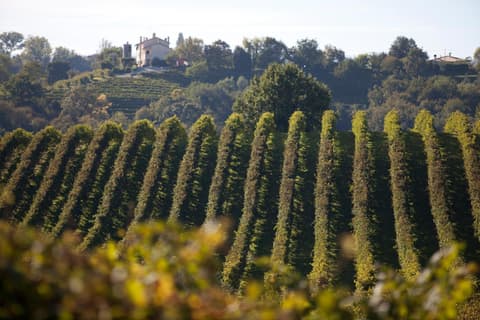 Azienda Agrituristica Calronche, 