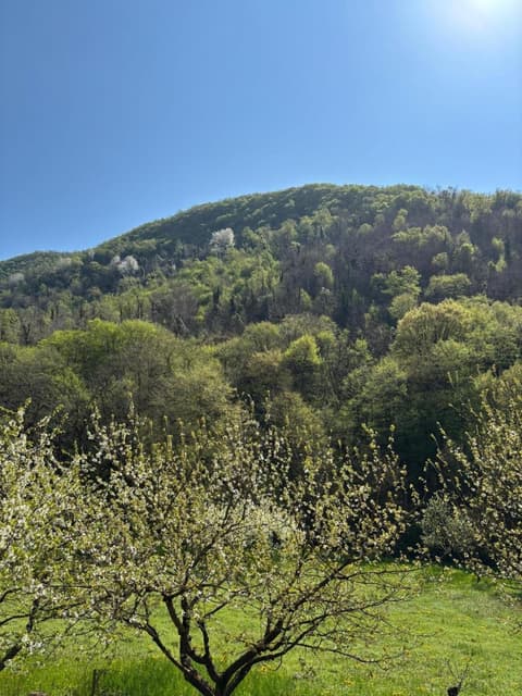 BiancoGelso b&b Vegan, 