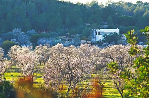 All Suite Ibiza Aparthotel, 