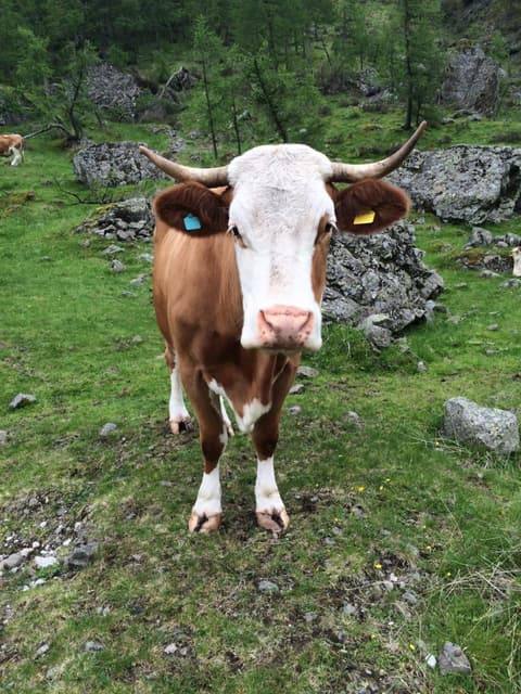 Hotel & Ristorante Baita Dovich, 