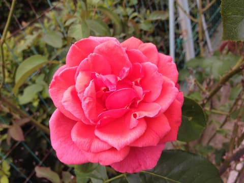 Affittacamere Le Rose, 