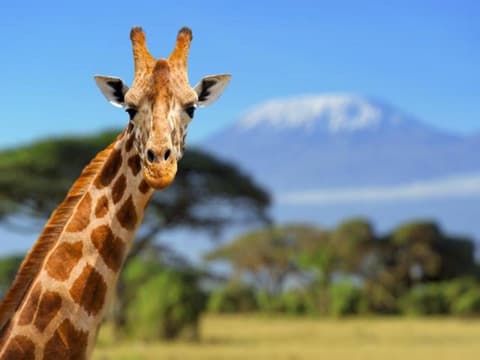 Kilimanjaro nach Mombasa, private Tour