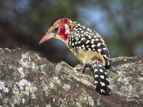 Simba Safari, campamentos salvajes de Tanganica: recorrido privado