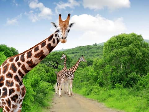 Kruger National Park Safari Experience, Self-drive