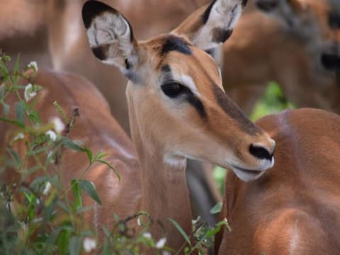 Kilimanjaro to Mombasa, Private Tour