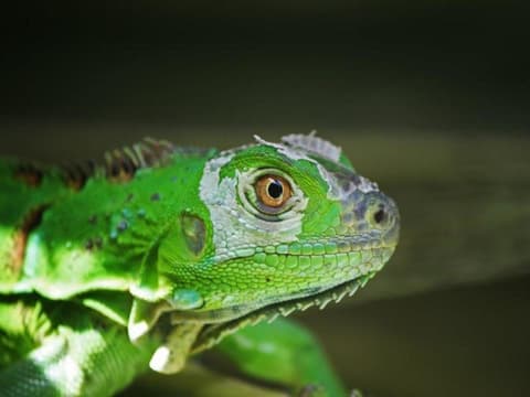 Tropical Costa Rica, 7 Days