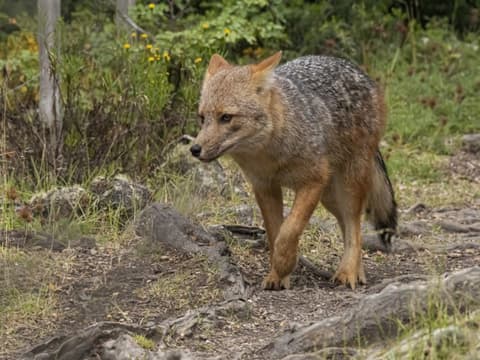 Ushuaïa classique en 4 jours : parc national de la Terre de Feu, guide francophone