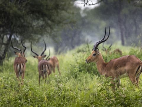 Kifaru Safari, Serena Lodges - private Tour