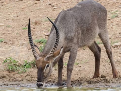 Wonders of Kenya 4x4 Jeep Safari
